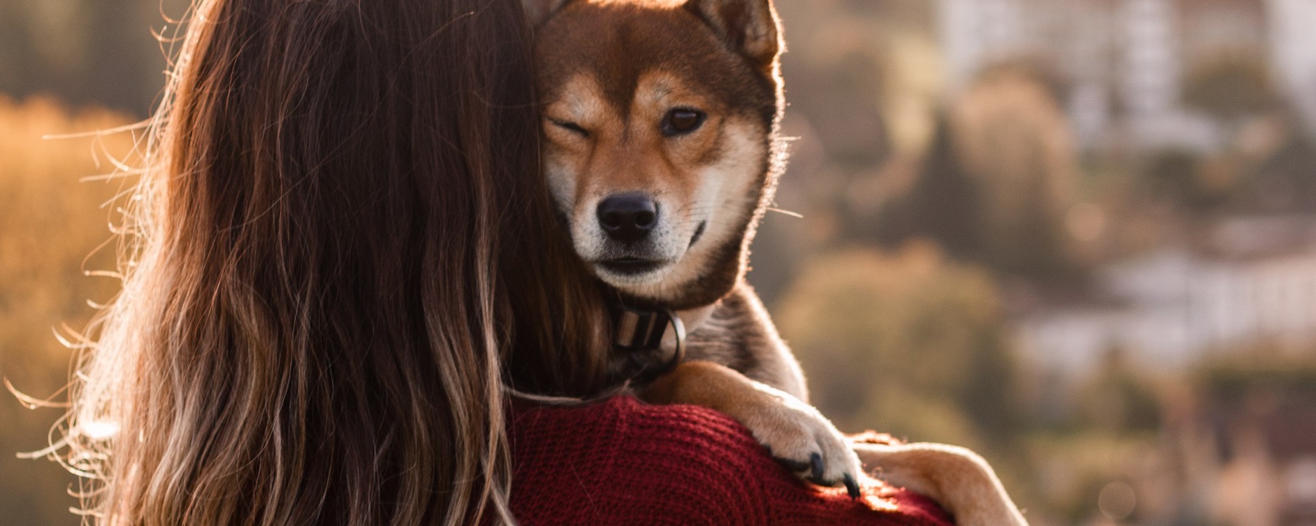 Pabete Com La Plateforme De Garde De Chiens Chats Et Nac